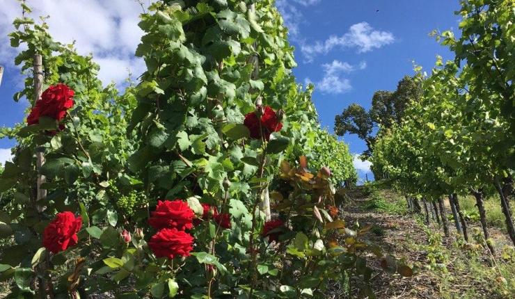 Innerpeace-Limo – In der Gegenwart&nbsp;sein