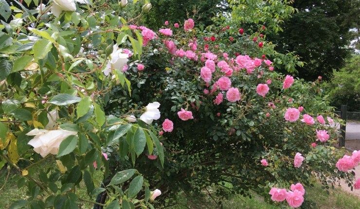 Ich bin im&nbsp;Garten