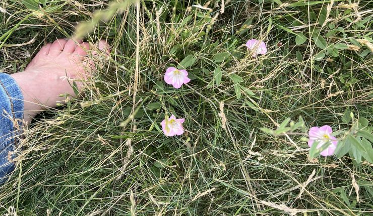 Leuchtpunkte – Nr. 5:&nbsp;Barfuß